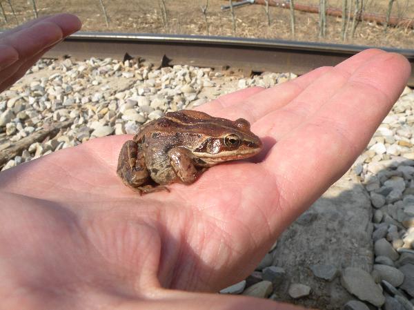 Photo of Lithobates sylvaticus by Andrea Paetow